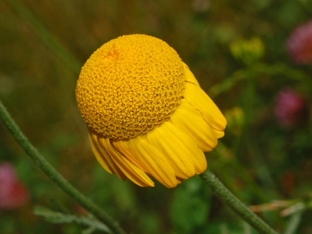 Delle belle margheritone gialle - Cota tinctoria